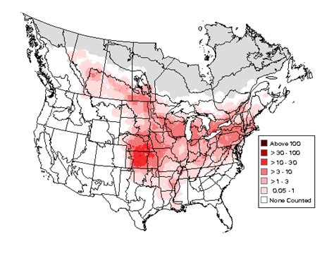 Baltimore Oriole - Photo, facts, and identification tips