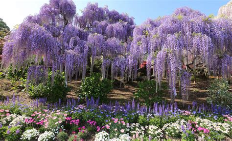 Tochigi, Japan’s Magical Wisteria Garden - Zafigo