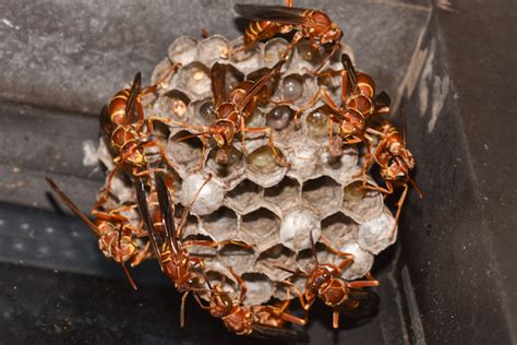 Some Paper Wasps Do Stick Around in Winter - PestWorld