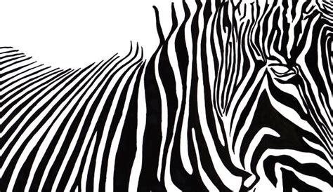 Zebra Stripes - Drawing Photo (8077455) - Fanpop