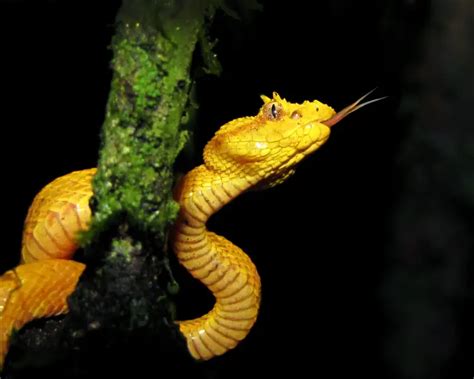 Eyelash Viper - Facts, Diet, Habitat & Pictures on Animalia.bio