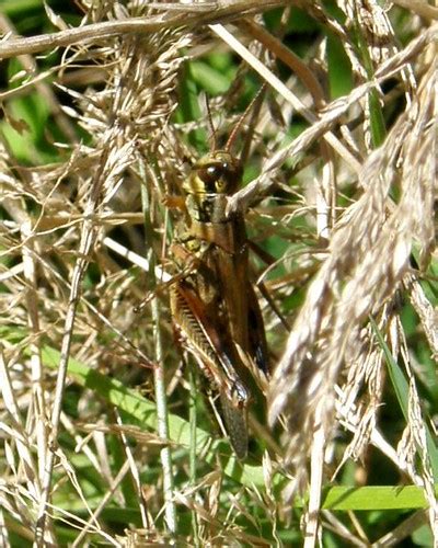 grasshopper camouflage | Susannah Anderson | Flickr