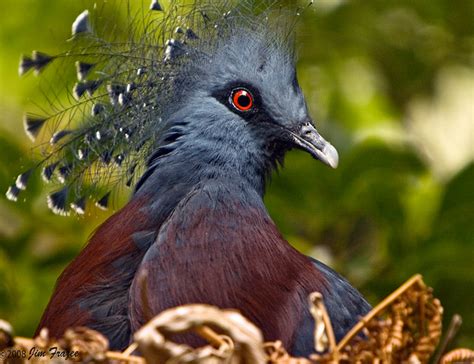 Victoria Crowned Pigeon (Nesting) - a photo on Flickriver