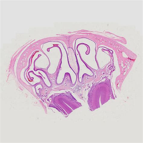 1pcs olfactory epithelium section of human nasal cavity, H.E. Stained