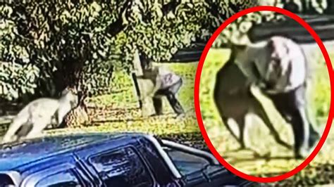 Kangaroo Attacks Man in Australia - YouTube