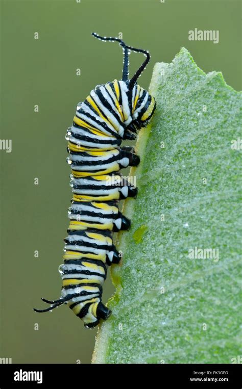 Monarch Butterfly Larva (Danaus plexippus) resting on Common Milkweed ...