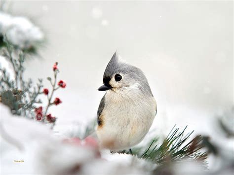 Winter Photography Birds Photo Set of 3 Wildlife Prints - Etsy