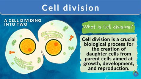 Cell division - Definition and Examples - Biology Online Dictionary