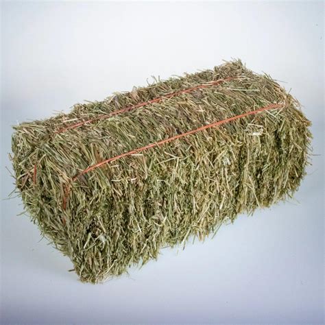 Hay Rye Grass – 12% CP 60% NDF | Mad Barn Canada