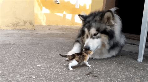 Big Dog Has The Best Reaction To Meeting Tiny Orphaned Kitten | Big ...