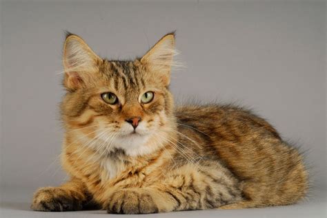 How to Tell if Your Cat is Mixed With a Bobcat (2 Clear Signs) - Catster