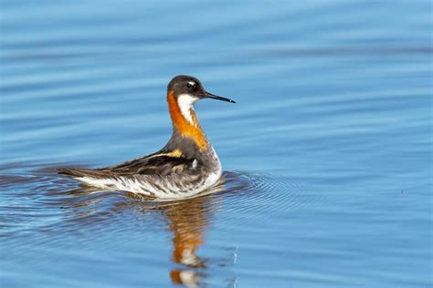 Red-necked Phalarope - BirdWatch Ireland