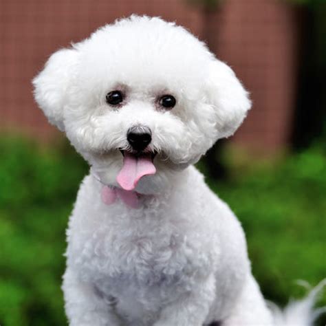 15 Small White Dog Breeds — Little White Dog Breeds