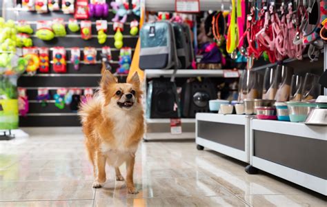 The Best Pet Stores in Atlanta | Critter Sitters