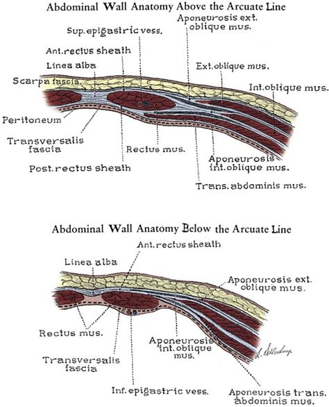 Anatomy of the Lower Urinary Tract and Male Genitalia | Abdominal Key