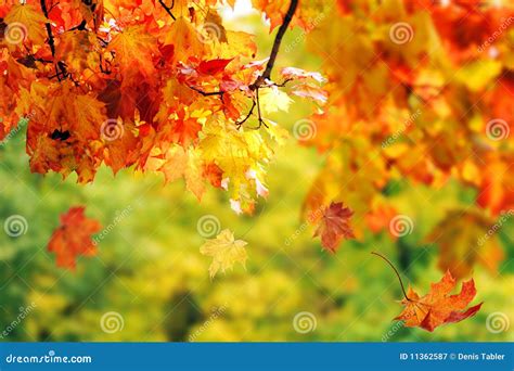 Colorful Autumn Leaves in the Park Stock Image - Image of color ...