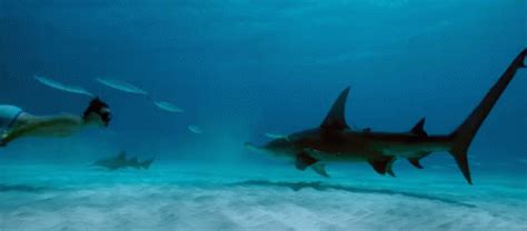 Great Hammerhead Shark Under The Sea GIF - GreatHammerheadShark HammerheadShark UnderTheSea ...