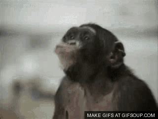 Eh Dancing Monkey GIF - Eh DancingMonkey FunnyAnimals - Discover ...