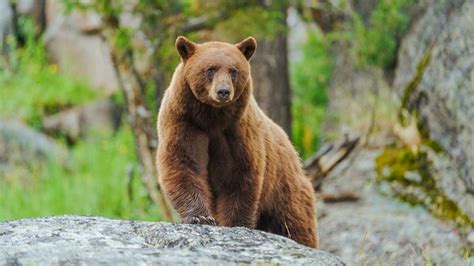 American black bears are evolving to have cinnamon-colored coats, study finds | Live Science