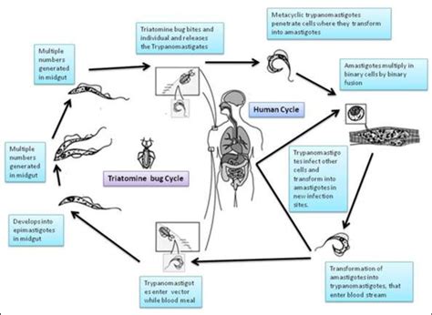 Life cycle in Triatome bug | Download Scientific Diagram