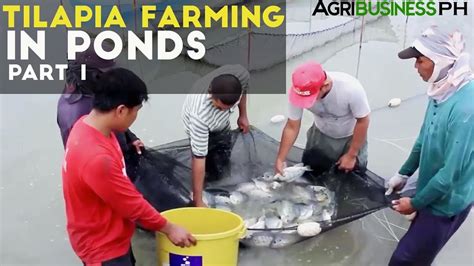 Tilapia Farming in Ponds Part 1 : Tilapia Farming in th... | Doovi