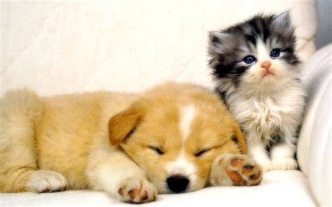 Cute Cats and Dogs Wallpapers - Top Free Cute Cats and Dogs Backgrounds ...