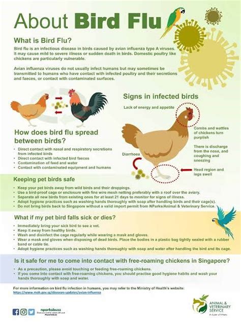 Avian influenza (bird flu) - INSIGHTSIAS