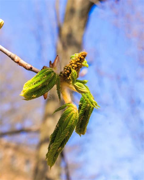 Buckeye or Horse Chestnut Green Leaves Stock Photo - Image of green ...