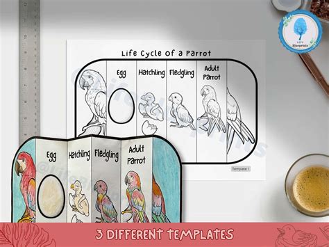 Foldable Parrot Life Cycle Learning Activity for Kids A4 and 11x8.5 Inch Digital Download ...