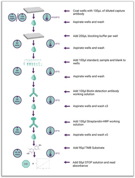 ELISA Assay Principles, Protocols & Kits | Assay Genie