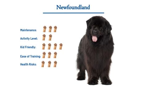 Newfoundland Dog Breed… Everything That You Need to Know at a Glance!