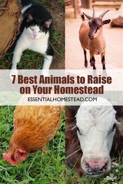 Awasome Best Animals For Small Homestead 2022