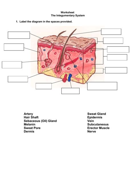 Worksheet The Integumentary System Answer Key