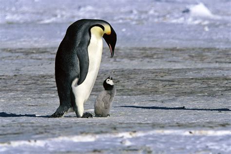 Types of Penguins, species, facts and adaptations