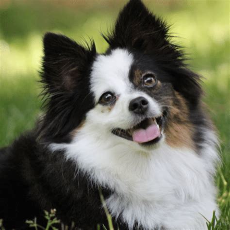 Are Toy Australian Shepherds For Families