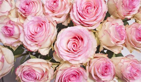 Free Images : petal, pink rose, floristry, floribunda, delicate flowers, pink roses, flowering ...