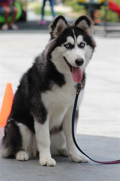 Siberian Husky Training | Puppy Training & Dog Boarding