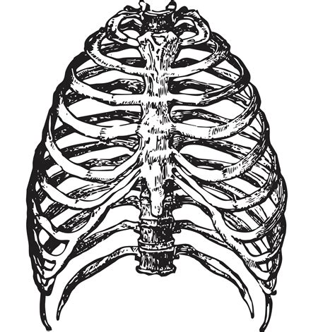 The Figure Given Below Represents The Human Female Re - vrogue.co