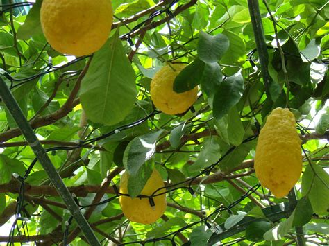 Lemons in Sorrento