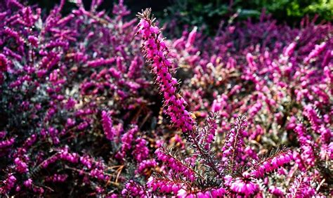 Heather Flower – Meaning, Symbolism and Colors | Flower Meanings