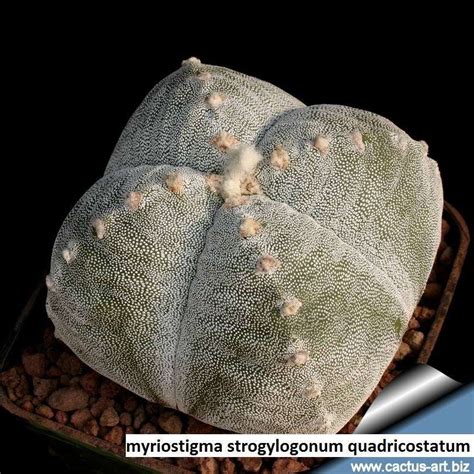 Astrophytum myriostigma strongylogonum quadricostatum / 10 seeds per ...