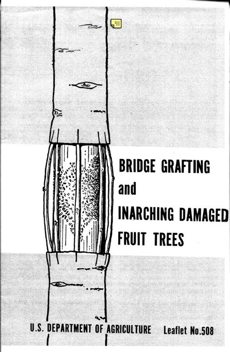 Bridge Grafting USDA Fact Sheet 1962 IT WORKED! a keeper! Growing Fruit ...