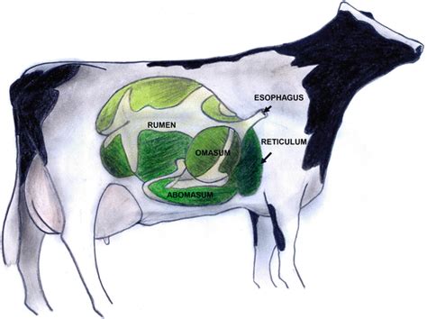 Anatomy and Physiology of the Rumen | SpringerLink