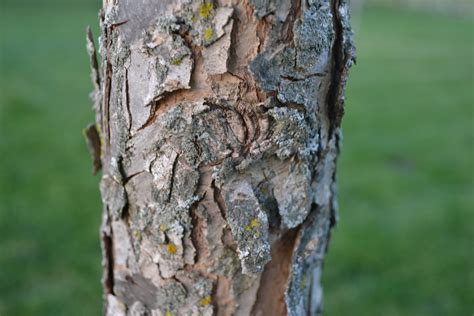 Swamp White Oak Bark - Green Thumb Advice