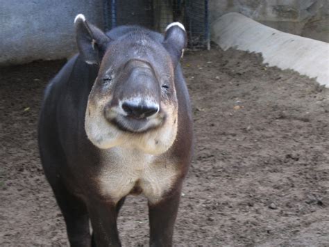 New Tapir Is Largest Species Discovered This Century | The Mary Sue