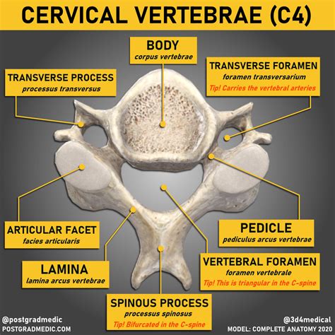 Transverse Foramen Of Cervical Vertebrae