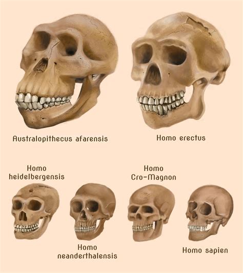 Human evolution skulls by amircea on DeviantArt