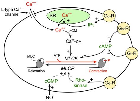 CV Physiology | Vascular Smooth Muscle Contraction and Relaxation