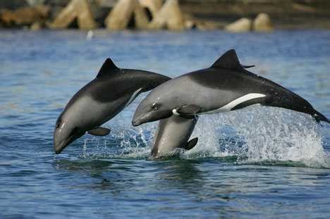 Pictures - Hector\'s dolphin