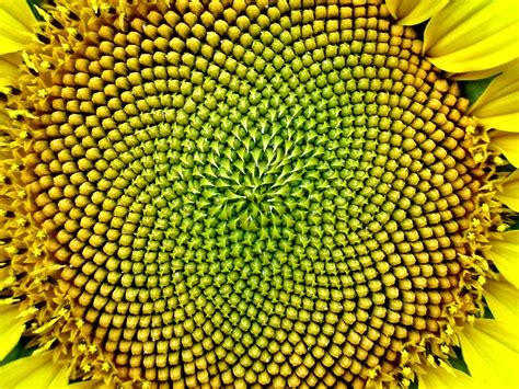 Sunflower Seeds Fibonacci Sequence | Images and Photos finder